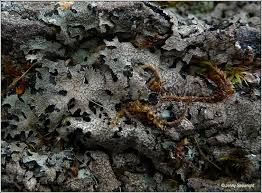 Attēlu rezultāti vaicājumam “Parmelia serrana”