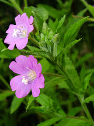 Attēlu rezultāti vaicājumam “Epilobium hirsutum”