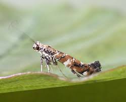 Attēlu rezultāti vaicājumam “Gracillaria syringella larva”