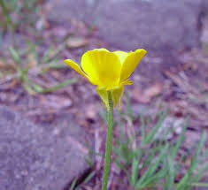 Attēlu rezultāti vaicājumam “Ranunculus bulbosus flower”
