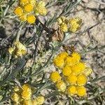 Attēlu rezultāti vaicājumam “Helichrysum arenarium flower”