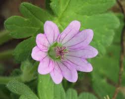Attēlu rezultāti vaicājumam “Geranium molle flower”