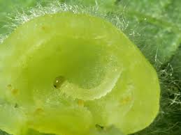 Attēlu rezultāti vaicājumam “Euura pedunculi”