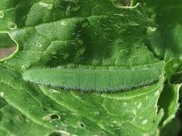 Attēlu rezultāti vaicājumam “Pieris rapae larva”