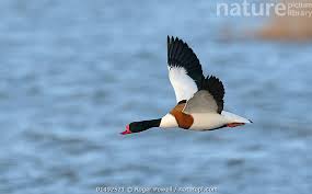 Attēlu rezultāti vaicājumam “Tadorna tadorna male”