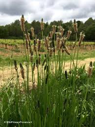 Attēlu rezultāti vaicājumam “Plantago lanceolata”