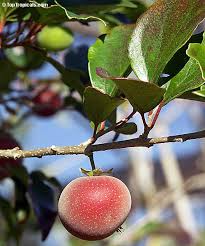 Attēlu rezultāti vaicājumam “Carex dioica fruit”