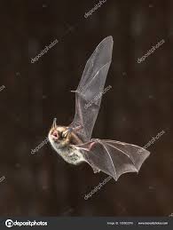 Attēlu rezultāti vaicājumam “Myotis nattereri”