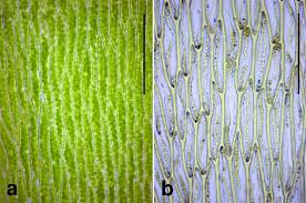 Attēlu rezultāti vaicājumam “Plagiothecium nemorale”