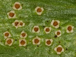 Attēlu rezultāti vaicājumam “Tranzschelia pruni-spinosae”