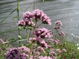 Attēlu rezultāti vaicājumam “Origanum vulgare flower”