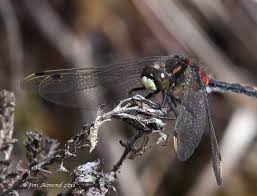 Attēlu rezultāti vaicājumam “Leucorrhinia dubia male”