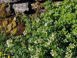 Attēlu rezultāti vaicājumam “Cardamine amara flower”