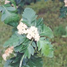 Attēlu rezultāti vaicājumam “Sorbus hybrida”