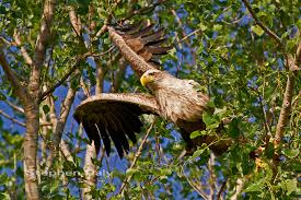 Attēlu rezultāti vaicājumam “Haliaeetus albicilla adult”