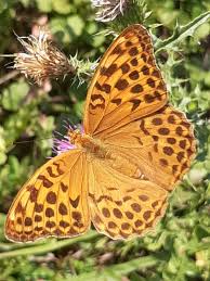 Attēlu rezultāti vaicājumam “Argynnis laodice female”