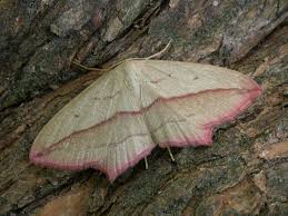 Attēlu rezultāti vaicājumam “Timandra comae”