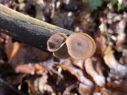 Attēlu rezultāti vaicājumam “Polyporus brumalis”