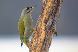 Attēlu rezultāti vaicājumam “Picus canus”