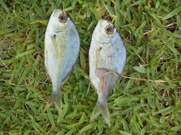 Image result for Rhabdosargus holubi