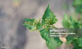 Attēlu rezultāti vaicājumam “Chenopodium bonus-henricus leaf”