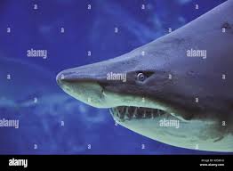 Image result for Carcharias taurus