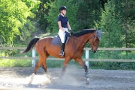 Image result for Beechwood Riding School