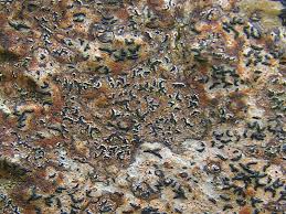 Attēlu rezultāti vaicājumam “Opegrapha rufescens”