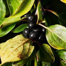 Attēlu rezultāti vaicājumam “Rhamnus cathartica fruit”