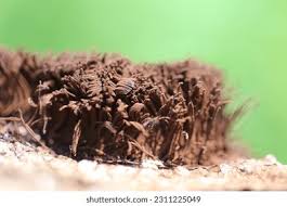 Attēlu rezultāti vaicājumam “Stemonitis fusca”