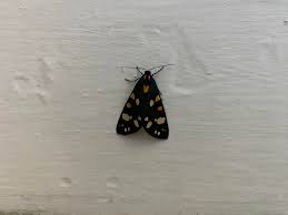 Attēlu rezultāti vaicājumam “Callimorpha dominula”