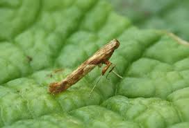 Attēlu rezultāti vaicājumam “Caloptilia hemidactylella”