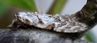 Attēlu rezultāti vaicājumam “Nola confusalis”