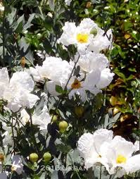 Image result for Romneya coulteri