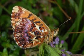 Attēlu rezultāti vaicājumam “Boloria eunomia underside”