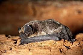 Attēlu rezultāti vaicājumam “Vespertilio murinus”