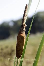 Attēlu rezultāti vaicājumam “Typha latifolia fruit”