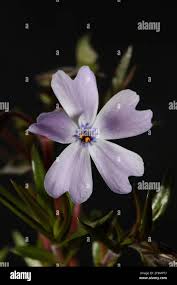 Attēlu rezultāti vaicājumam “Polemoniaceae”