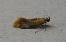 Attēlu rezultāti vaicājumam “Epicallima formosella”