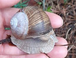 Attēlu rezultāti vaicājumam “Helix pomatia”