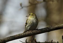 Attēlu rezultāti vaicājumam “Carduelis spinus female”