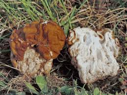 Attēlu rezultāti vaicājumam “Gyromitra gigas”