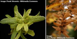 Attēlu rezultāti vaicājumam “Carpinus betulus fruit”