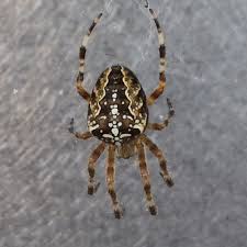 Attēlu rezultāti vaicājumam “Araneus diadematus female”