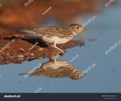 Image result for Calandrella rufescens