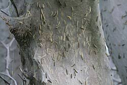 Attēlu rezultāti vaicājumam “Yponomeuta evonymella larva”