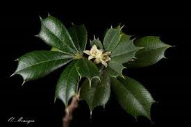 Attēlu rezultāti vaicājumam “Trichia erecta”