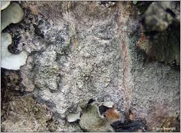 Attēlu rezultāti vaicājumam “Phlyctis agelaea”