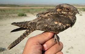 Attēlu rezultāti vaicājumam “Caprimulgus europaeus juvenile”