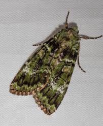 Attēlu rezultāti vaicājumam “Anaplectoides prasina”